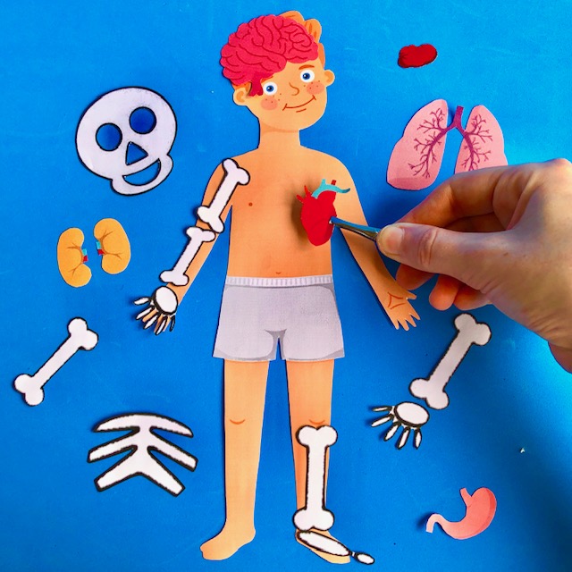 El Cuerpo Humano